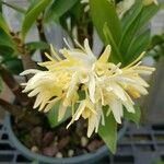 Dendrobium jonesii Flower