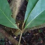 Rothmannia whitfieldii Leaf