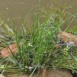 Isolepis cernua Leaf