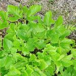 Peucedanum ostruthium Leaf