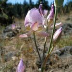 Calochortus greenei