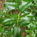 Ilex opaca Hoja