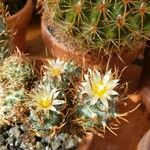 Turbinicarpus schmiedickeanus Квітка