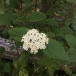 Viburnum lantana 花