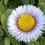 Erigeron glaucus Blomst