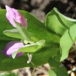 Galearis spectabilis Flor