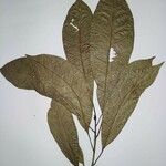 Himatanthus articulatus Leaf