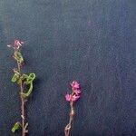 Desmodium intortum Blüte