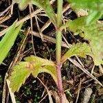 Verbena officinalis Ekosanga