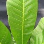 Anacardium excelsum List