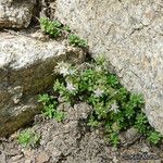 Sedum niveum Habitus