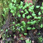 Adiantum jordanii Celota