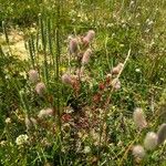 Trifolium arvenseBlad