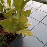 Nicotiana alata Leaf