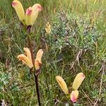 Pedicularis sceptrum-carolinum Flor