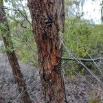 Corymbia gummifera Bark