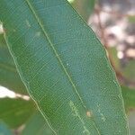 Qualea parviflora Leaf