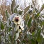 Pardoglossum cheirifolium Flower