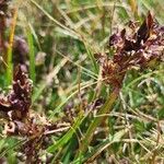 Pedicularis pyrenaica Flower