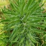 Echium vulgareFrunză