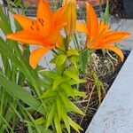 Lilium bulbiferum Plante entière