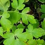 Aquilegia chrysantha Hoja