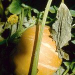 Cucurbita maxima Fruit