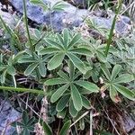 Alchemilla alpigena Annet