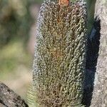 Banksia conferta Flower