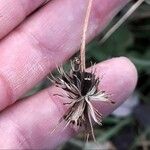 Bidens tripartita Fruit