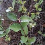 Symphoricarpos albus Feuille