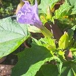 Datura stramoniumFolha