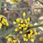 Cornus mas Flower