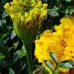 Tagetes erecta 花