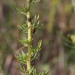Vogtia annua Mosusu