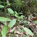 Succisa pratensis Corteza