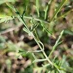 Scabiosa canescens Leaf