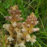 Orobanche lutea Kvet