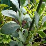 Kalanchoe fedtschenkoi Leaf