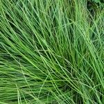 Carex paniculataΦύλλο