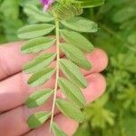 Vicia grandiflora 葉