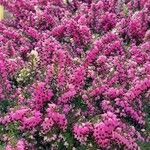 Erica cinerea Flors