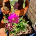 Delosperma sutherlandii Lorea