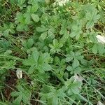 Potentilla anglica Hoja