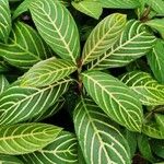 Sanchezia nobilis Folha
