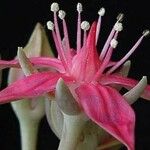 Graptopetalum bellum 花