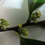 Maytenus guyanensis Flower