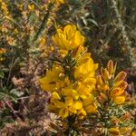 Ulex minor Flower