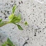 Cerastium diffusum Fula