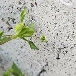 Cerastium diffusum പുഷ്പം